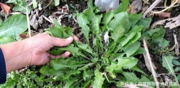 農產品價格持續低迷農民欲哭無淚？掌握這幾招，初級農產品也能幫你賺錢