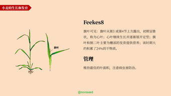 農產品基礎知識系列 大豆與小麥的一生——初級農產品篇