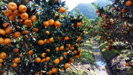 江西山藥 贛鄱大地的自然饋贈與初級農產品瑰寶