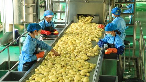 西和乞巧勞務品牌 初級農產品助力2025年創收近35億元的啟示